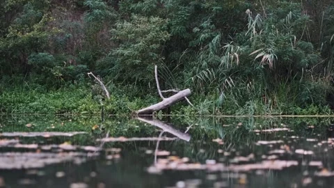 Autumn Lake, Fallen Tree, Tranquil Nature Stock Footage 284964993