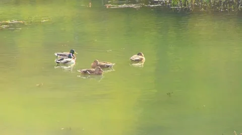 Autumn lake Видео 12461204