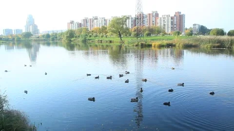 Autumn lake in the park. Stock Footage 140424527