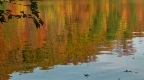 Autumn lake reflection Stock Footage 12537880
