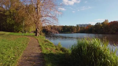 Autumn Lake Reflection With Trees, Grasses and Distant Apartment Buildings Stock Footage 347450123