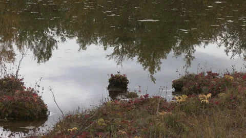 Autumn lake reflections Vídeo Stock 345938020