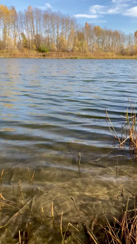 Autumn lake with trees Stock Footage 146897829