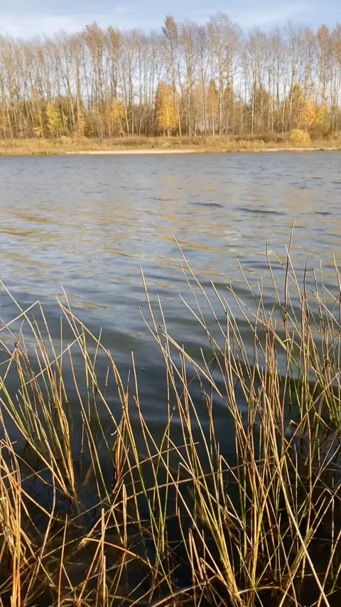 Autumn lake with trees Stock Footage 146897833