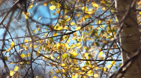 Autumn landscape 1 Stock Footage 8776150