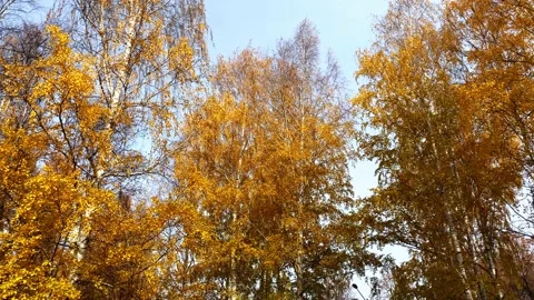 Autumn landscape, birch trees and blue sky Stock Footage 162332016