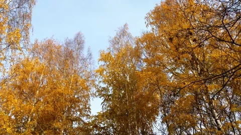 Autumn landscape, birch trees Stock Footage 163049680