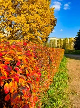 Autumn landscape. Bright colored oak leaves in the autumn park Stock Photos