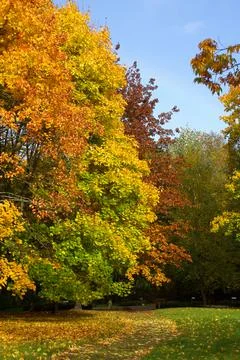 Autumn landscape with bright maple trees in the park Stock Photos