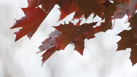 Autumn Landscape - bright red maple leaves tremble in the wind. Video stock 87867503