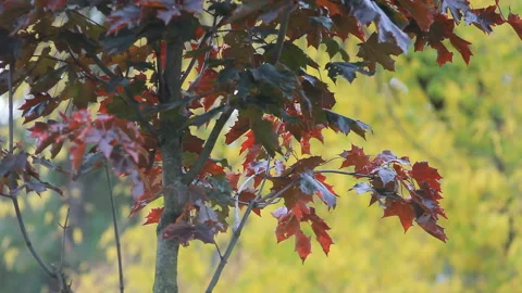 Autumn Landscape - bright red maple leaves tremble in the wind. Stock Footage 87868109