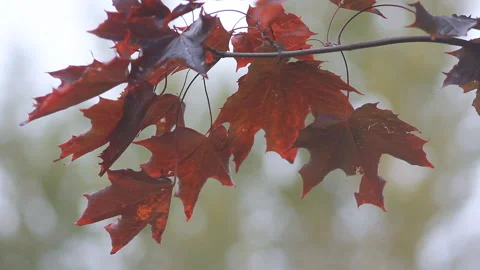 Autumn Landscape - bright red maple leaves tremble in the wind. Stock Footage 87868126