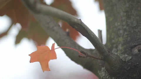 Autumn Landscape - bright red maple leaves tremble in the wind. Stock Footage 87869726