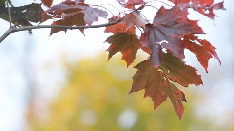 Autumn Landscape - bright red maple leaves tremble in the wind. Stock Footage 87869824