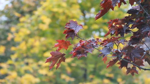 Autumn Landscape - bright red maple leaves tremble in the wind. Stock Footage 87869852