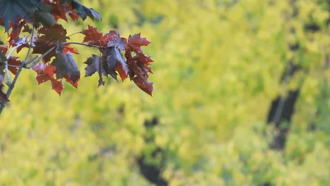 Autumn Landscape - bright red maple leaves tremble in the wind. Video stock 88492886