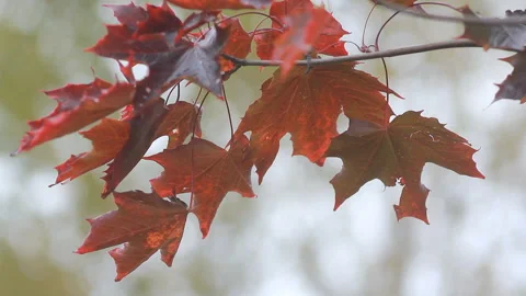Autumn Landscape - bright red maple leaves tremble in the wind. Stock Footage 88493253