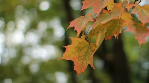 Autumn Landscape - bright yellow maple leaves tremble in the wind. Stock Footage 80842957