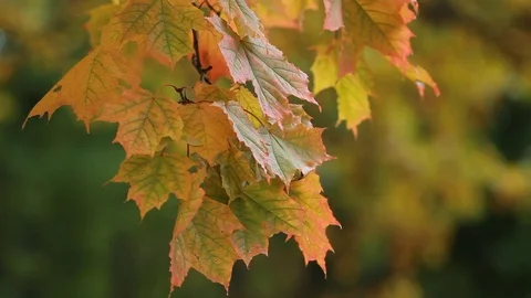 Autumn Landscape - bright yellow maple leaves tremble in the wind. Stock-Footage 84848398
