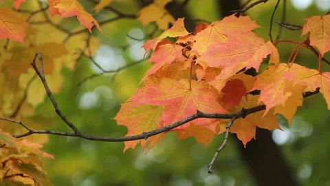 Autumn Landscape - bright yellow maple leaves tremble in the wind. Stock Footage 85935302