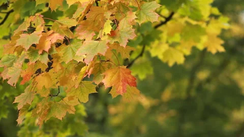Autumn Landscape - bright yellow maple leaves tremble in the wind. Stock Footage 85936749