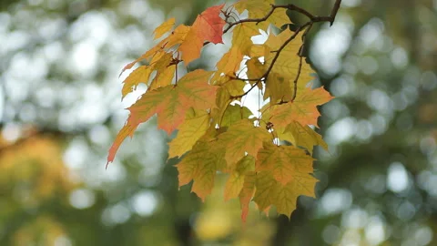 Autumn Landscape - bright yellow maple leaves tremble in the wind. Video stock 85975201