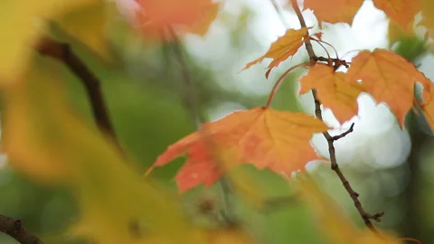 Autumn Landscape - bright yellow maple leaves tremble in the wind. Video stock 87687422
