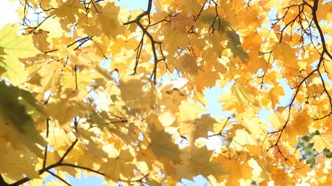 Autumn Landscape - bright yellow maple leaves tremble in the wind. Video stock 87985905