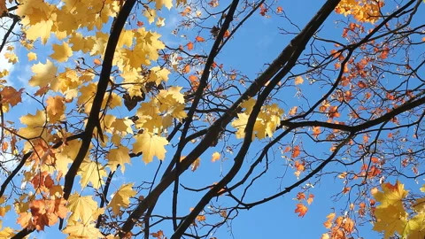 Autumn Landscape - bright yellow maple leaves tremble in the wind. Stock Footage 87988746