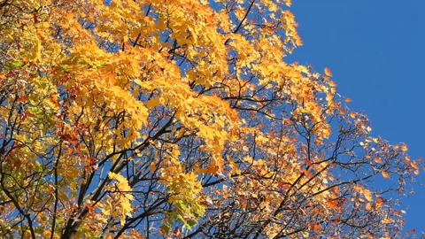 Autumn Landscape - bright yellow maple leaves tremble in the wind. Stock Footage 87990116