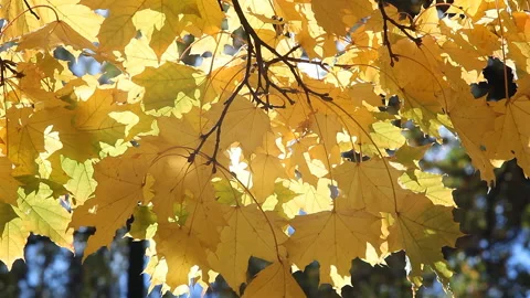 Autumn Landscape - bright yellow maple leaves tremble in the wind. Stock-Footage 87992643