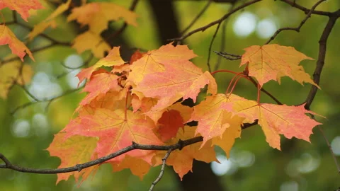 Autumn Landscape - bright yellow maple leaves tremble in the wind. Stock Footage 89209969