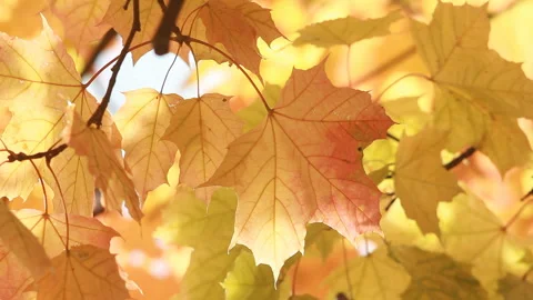 Autumn Landscape - bright yellow maple leaves tremble in the wind. Video stock 89212392