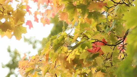 Autumn Landscape - bright yellow maple leaves tremble in the wind. Stock Footage 89213292