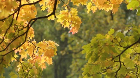 Autumn Landscape - bright yellow maple leaves tremble in the wind. Stock Footage 89215109