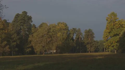 Autumn landscape. Different trees are covered with yellow, green leaves. 库存影片 217360907