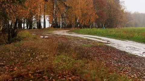 Autumn landscape with dirt road bordered by forest of birch trees showing Stock Footage 323348587