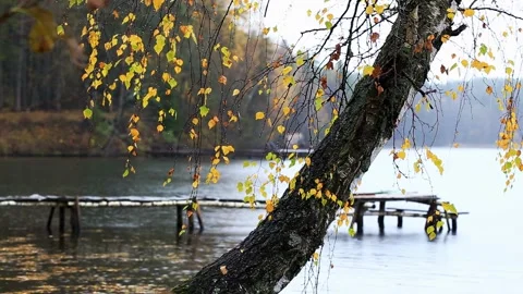 Autumn landscape displaying birch tree branches with yellow foliage hanging over Stock-Footage 325297216