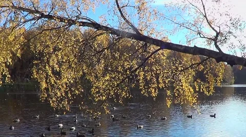 Autumn landscape with ducks 動画素材 59792202