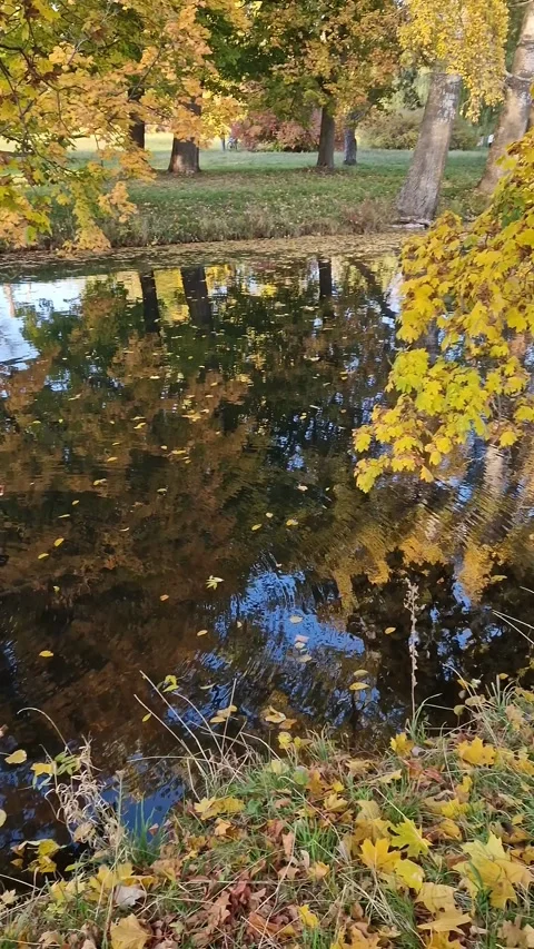 Autumn landscape with ducks on a pond Stock Footage 345347048