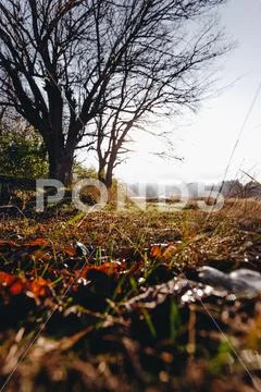 Autumn landscape in early sunny morning Stock Photos