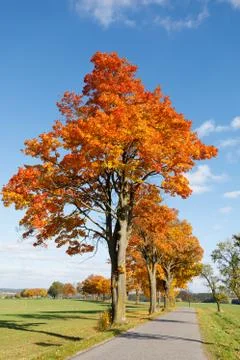 Autumn landscape with fall colored trees Stock Photos