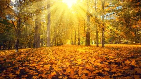 Autumn landscape. Fall scene. Stock Photos