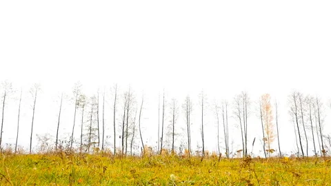 Autumn landscape. Field with trees. Camera moves right Stock Footage 91353260