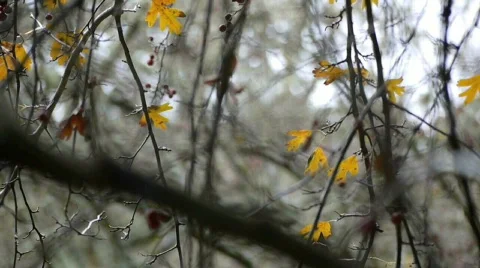 Autumn landscape. Stock Footage 584080