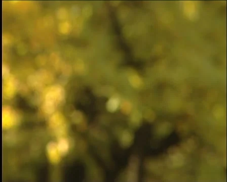 Autumn landscape Vidéo 995243