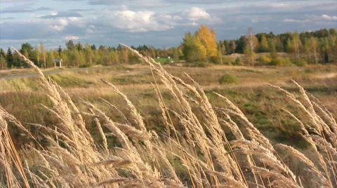 Autumn landscape 스톡 동영상 1442705