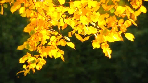 Autumn landscape Vidéo 27116652