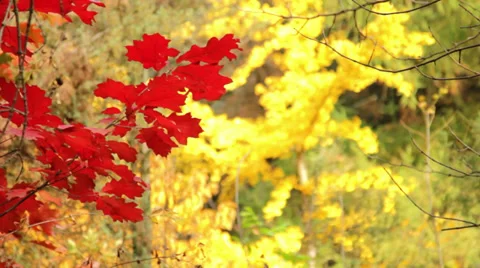 Autumn landscape Stock Footage 31993319