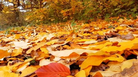 Autumn landscape Stock Footage 98945258